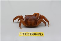 藏品(中型東方蟹)的圖片